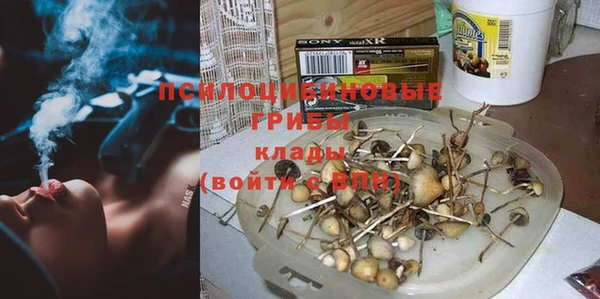 прущие грибы Инта